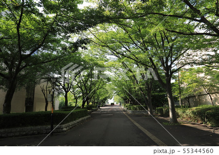 つくば公園通り、ロボット実験区間 つくば公園通り、ロボット実験区間 55344560
