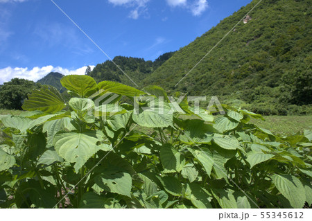 エゴマ 畑 エゴマ 畑 55345612