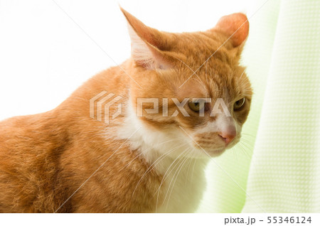 とら猫 とら猫 55346124