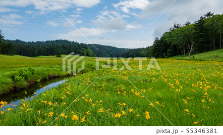 尾瀬大江湿原のニッコウキスゲ 55346381