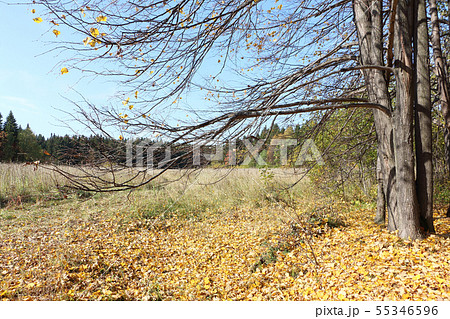 Leaf fall in the autumn forest Leaf fall in the autumn forest 55346596