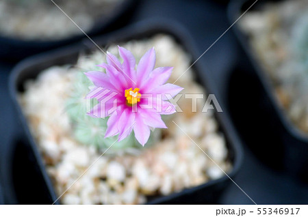 Mammillaria scrippsiana, cactus in pot 55346917