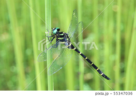 オニヤンマ 55347036