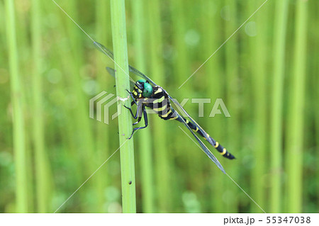 オニヤンマ 55347038