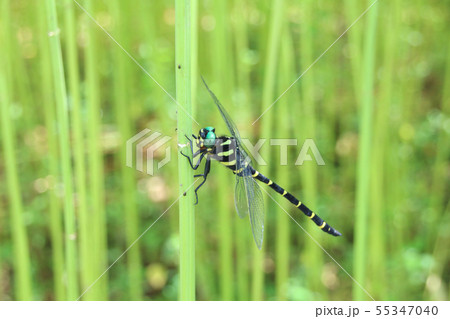 オニヤンマの写真素材