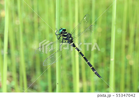 オニヤンマの写真素材