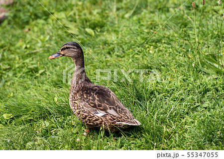 Female of mallard duck on a green meadow 55347055