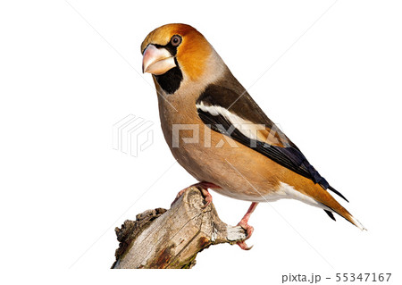 Side view of garden bird hawfinch sitting on branch in winter isolated on white Side view of garden bird hawfinch sitting on branch in winter isolated on white 55347167