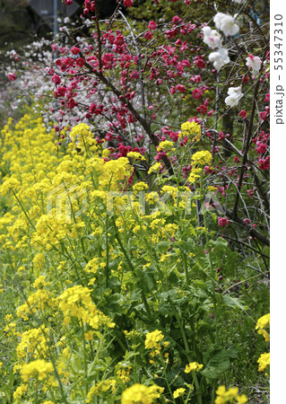 菜の花と枝垂れ桃の花 55347310