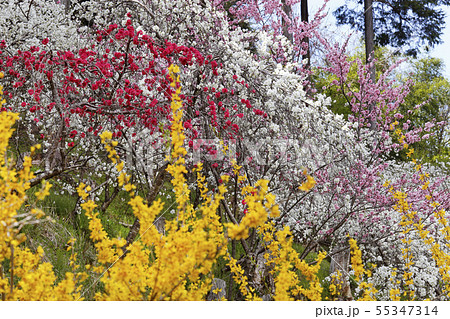 春、枝垂れ桃の里にて 55347314