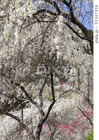 春、枝垂れ桃の里にて 55347316