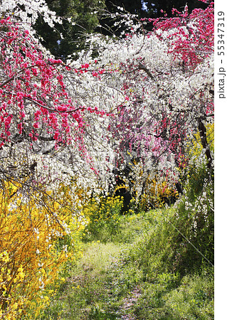 春、枝垂れ桃の里にて 55347319