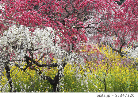 春、枝垂れ桃の里にて 55347320