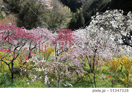 春、枝垂れ桃の里にて 春、枝垂れ桃の里にて 55347326