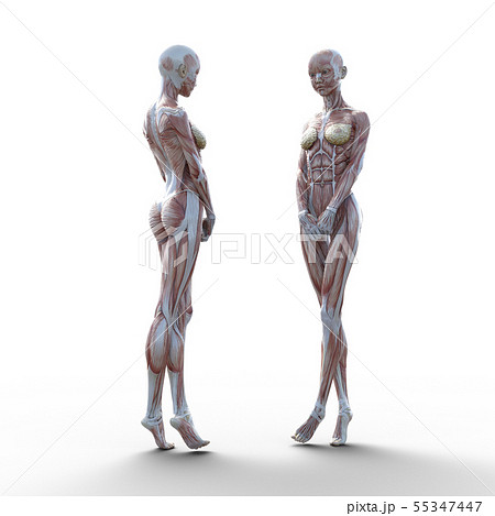 女性 解剖 筋肉 Perming３dcg イラスト素材のイラスト素材