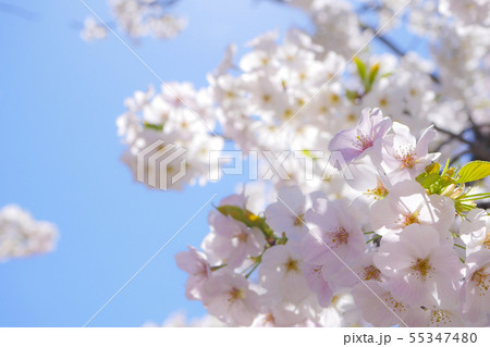 青空と桜の花 青空と桜の花 55347480