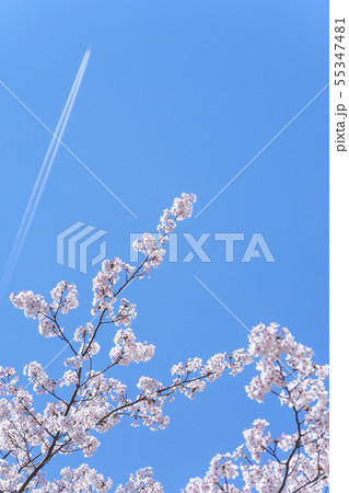 青空と桜の花 青空と桜の花 55347481
