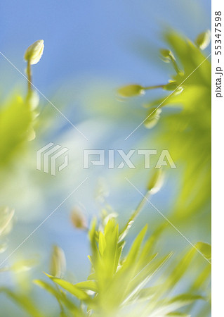 Scenic watercolor background, floral composition Sakura Scenic watercolor background, floral composition Sakura 55347598