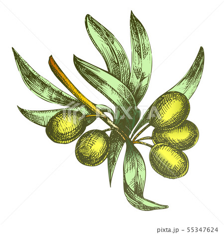 Color Agricultural Olive Tree Branch Monochrome Vector Color Agricultural Olive Tree Branch Monochrome Vector 55347624