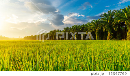 Rice field panorama with sunrise or sunset in 55347769