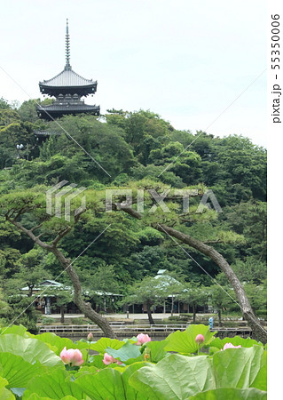 横浜三渓園の蓮と三重塔 横浜三渓園の蓮と三重塔 55350006