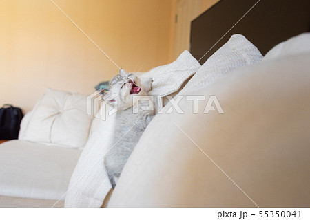 Happy kitten in home 55350041