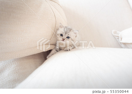 Happy kitten in home 55350044
