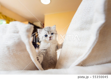 Happy kitten in home Happy kitten in home 55350045