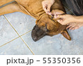 Female hand cleaning ear of dog from earwax. 55350356