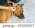 Female hand cleaning ear of dog from earwax. 55350357