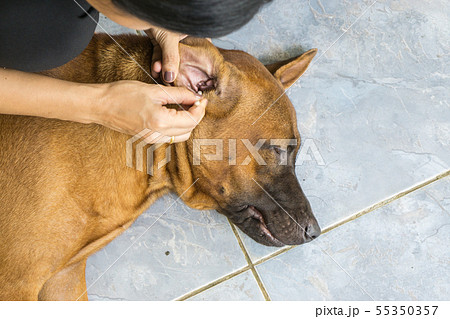 Female hand cleaning ear of dog from earwax. 55350357