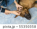 Female hand cleaning ear of dog from earwax. 55350358