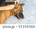 Female hand cleaning ear of dog from earwax. 55350360