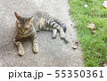 Brown cat lay down on the floor. 55350361