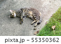 Brown cat lay down on the floor. 55350362