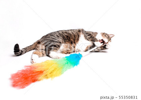 Cat with a brush, a broom for cleaning dust. The Cat with a brush, a broom for cleaning dust. The 55350831