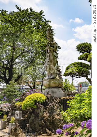 アジサイ寺 能護寺 熊谷 アジサイ寺 能護寺 熊谷 55350921