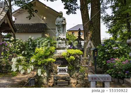 アジサイ寺 能護寺 熊谷 アジサイ寺 能護寺 熊谷 55350922