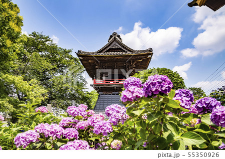 アジサイ寺 能護寺 熊谷 アジサイ寺 能護寺 熊谷 55350926