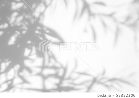 gray shadow of the leaves on a white wall gray shadow of the leaves on a white wall 55352306