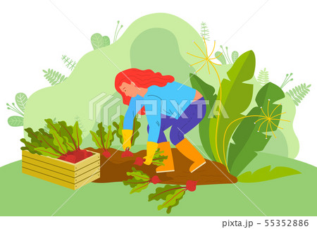 Farming Woman with Beetroots Farmer on Farm Vector Farming Woman with Beetroots Farmer on Farm Vector 55352886