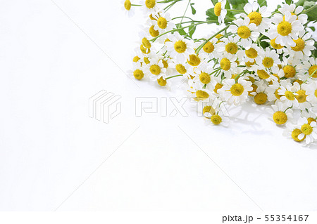 マトリカリア マトリカリア 55354167