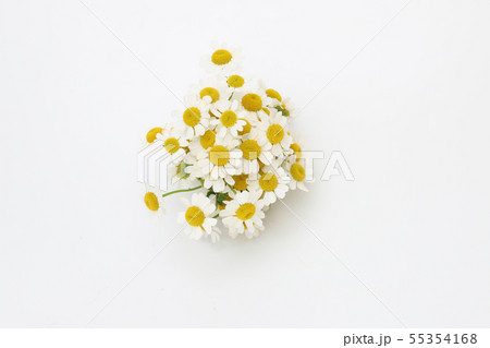 マトリカリア 55354168