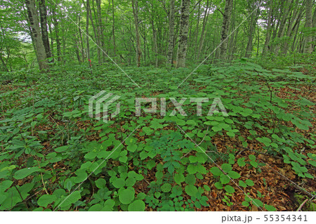 夏のブナ林床の緑　オオカメノキ幼木の群生ー癒しの森　福島県只見町 55354341