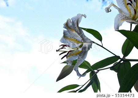 山ゆり 山ゆり 55354473