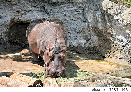 食事中のカバ 天王寺動物園 食事中のカバ 天王寺動物園 55354498