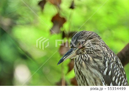 ゴイサギ(幼鳥)天王寺動物園鳥の楽園 ゴイサギ(幼鳥)天王寺動物園鳥の楽園 55354499