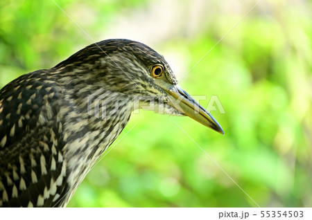 ゴイサギ（幼鳥）天王寺動物園 55354503