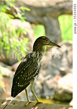 ゴイサギ（幼鳥）天王寺動物園の写真素材 [55354505] - PIXTA