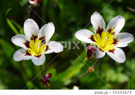 スパラキシス(スイセンアヤメ)の花 スパラキシス(スイセンアヤメ)の花 55355673